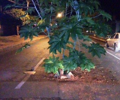 “Pé de mamona” é colocado em buraco sinalizado com “tanquinho”