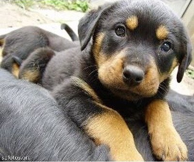 Homem pula muro de residência e furta filhote de Rottweiler
