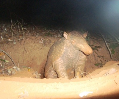 Animais da fauna regional são avistados nas florestas da Fibria 