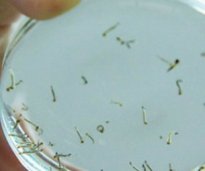 Boletim epidemiológico confirma duas suspeita de morte por Dengue em Três Lagoas 