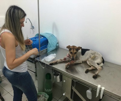 Reportagem socorre cachorro atropelado; veterinárias mostram amor à profissão 