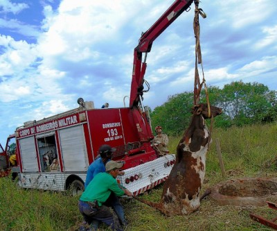 Vaca cai em fossa de 5 metros e é resgatada por bombeiros de Três Lagoas 