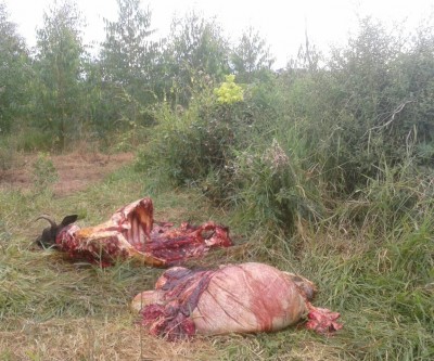Vaca leiteira é abatida com dois tiros; animal é descarnado ao lado de estrada 