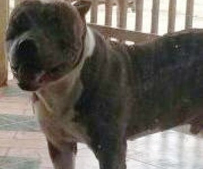 Dono de pit bull desaparecido oferece recompensa 