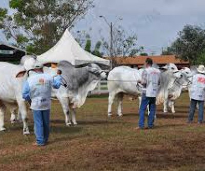 Sem shows, Expotrês inicia no dia 16 com exposições de animais 