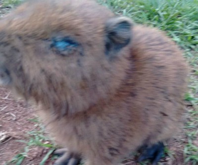 Autoridades omitem socorro a filhote de capivara; população fica revoltada com o descaso 