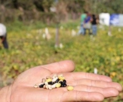 SEMEA e APTA colhem primeiras amostras do experimento com cultivares de feijão do Viveiro Municipal