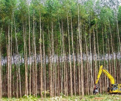 Eldorado Brasil abre 20 vagas para área Florestal
