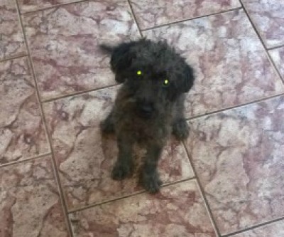 Neguinho fugiu de casa e sua dona está desesperada