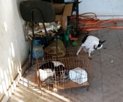 Veterinária de Três Lagoas pode ser indiciada por maus-tratos a animais. Veja vídeo