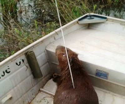 Capivara é morta com arpão na Lagoa Maior; bombeiros fizeram o resgate