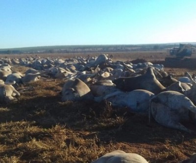 Contaminação de comida por botulismo mata rebanho de 1,1 mil cabeças em Água Clara