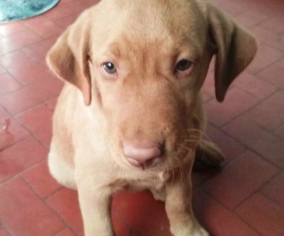 Labrador é furtado de residência no Interlagos durante a madrugada 