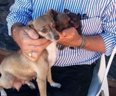 Cachorros de estimação do Prefeito Ângelo Guerreiro estão desaparecidos