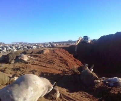 Resultados atestam presença de toxinas no alimento dos bovinos mortos em Água Clara
