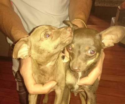 Cães de estimação do prefeito Angelo Guerreiro são deixados na porta de sua casa