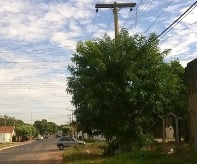 Denúncia: Árvore na rede elétrica causa riscos de curto circuito