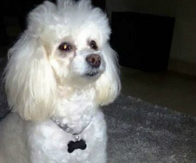 “Nick” foi furtado e dono oferece recompensa para reaver o animal 