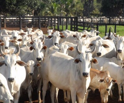 Municípios do MS registram novos casos de Raiva bovina