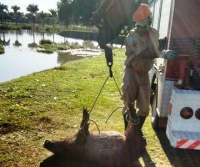 Capivara abatida com dois tiros na Lagoa Maior deixa autoridades em alerta 