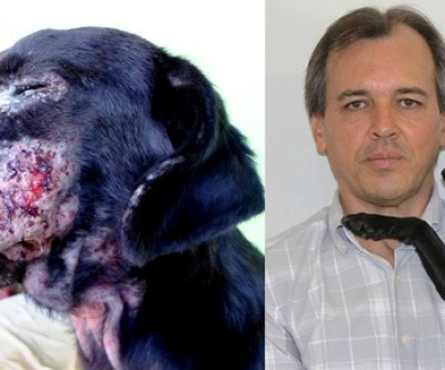 TRF proíbe eutanásia de cães na Capital e vereador quer extensão imediata da medida