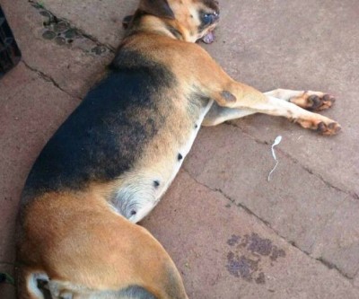 Jovem que matou cão em tentativa de assalto é autuado por crime ambiental 