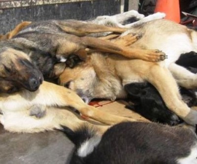 Justiça mantém condenação de prefeitura por matança de animais