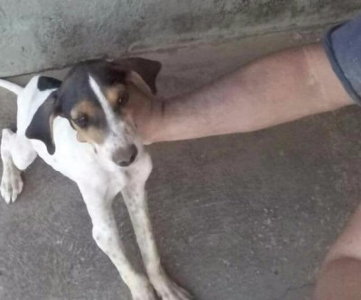 Cachorro é encontrado amarrado dentro de saco em Três Lagoas