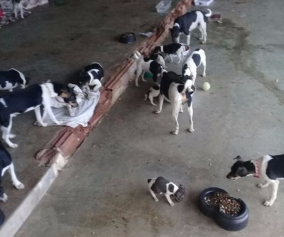 Falta de apoio dificulta trabalho de resgate de animais em Três Lagoas