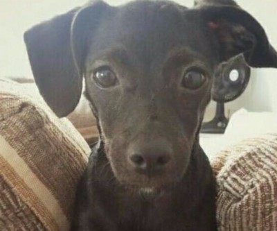 Família três-lagoense paga recompensa por cachorro desaparecido 
