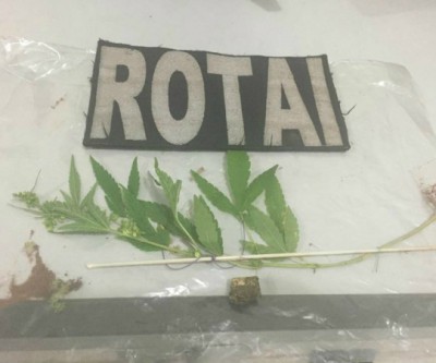 Pé de maconha é encontrado em residência de Três Lagoas