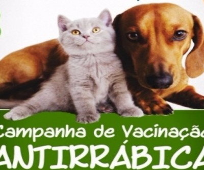 Vacinação de cães e gatos continua no sábado em sete diferentes locais