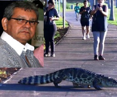 Jornalista que registrou jacaré na pista de saúde fala sobre o flagrante 