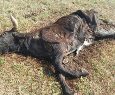 Moradores em Três Lagoas encontram gado morrendo de fome e sede