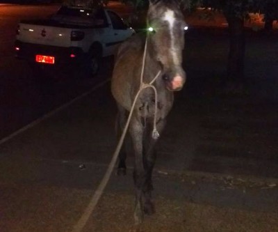 Cavalo atropelado no bairro Santo André estava desnutrido e desidratado