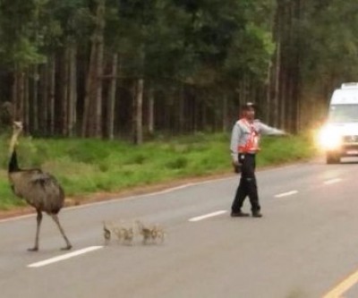 Ema e filhotes são flagradas atravessando estrada que dá acesso a Fibria