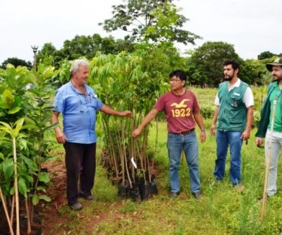Áreas Verdes de Três Lagoas ganharão novas espécies de árvores
