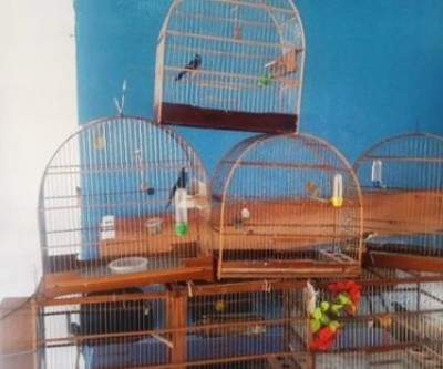 Idoso é multado em R$ 13 mil por manter aves em cativeiro ilegalmente