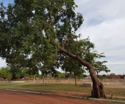 SEMEA remove e substitui árvores condenadas no Jardim Oiti e no Centro de Três Lagoas