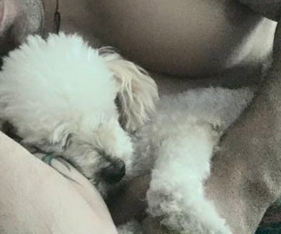 Mais uma vez, CCZ é alvo de escândalo por tentar sacrificar Poodle que estava sadio 