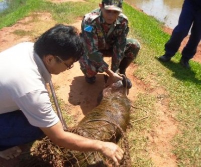 Equipe da SEMEA captura capivara machucada na Lagoa Maior de Três Lagoas