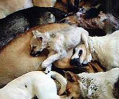Laudo aponta que CCZ já matou mais de 38 mil cães em Três Lagoas