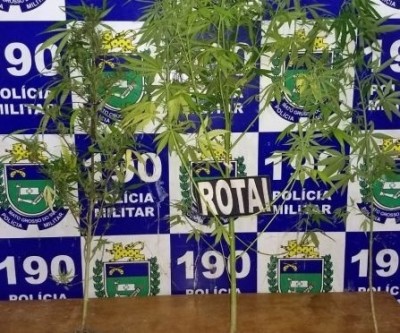 Casal é preso e declara que cultiva maconha para fins medicinais 