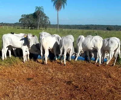 Ladrões roubam gado e jogam pecuarista amordaçado em buraco