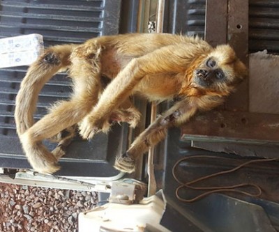 CCZ e PMA de Três Lagoas capturam macaca ferida na região da Ilha Comprida