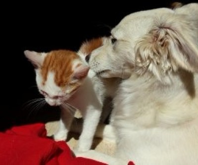 Saúde de Três Lagoas intensifica campanha da posse responsável de cães e gatos