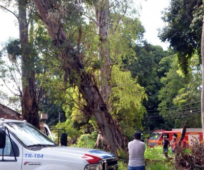 Secretaria de Meio Ambiente e Corpo de Bombeiros iniciam retirada de eucaliptos do Bosque da NOB