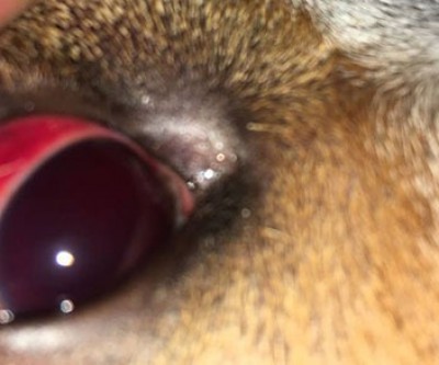 Homem é o primeiro na região preso por maltratar animal; Condenação foi de 11 meses