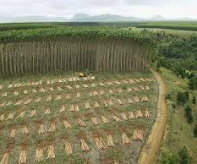 Fibria pede indenização de R$ 100 mi da Eldorado por uso indevido de eucalipto