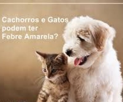 Cachorros e gatos podem contrair febre amarela?